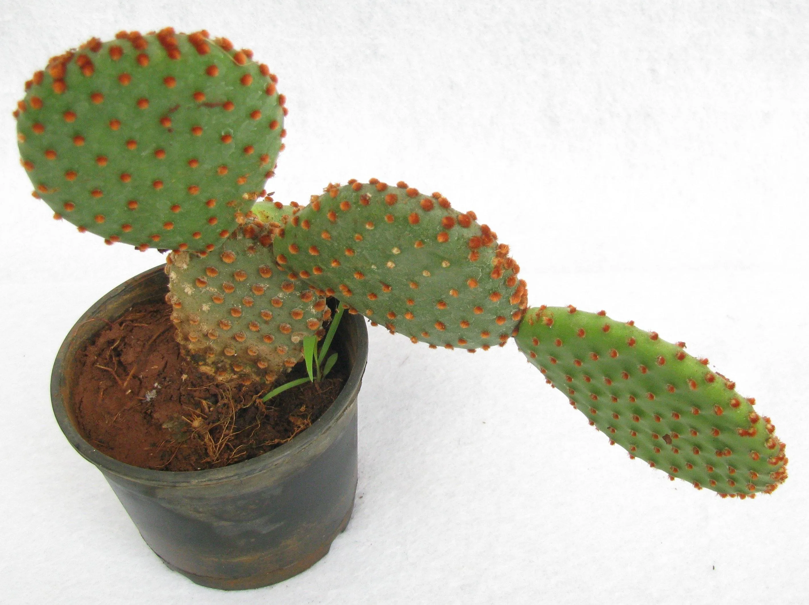 Cinnamon Bunny Ear Cactus (Opuntia Microdasys Rufida)