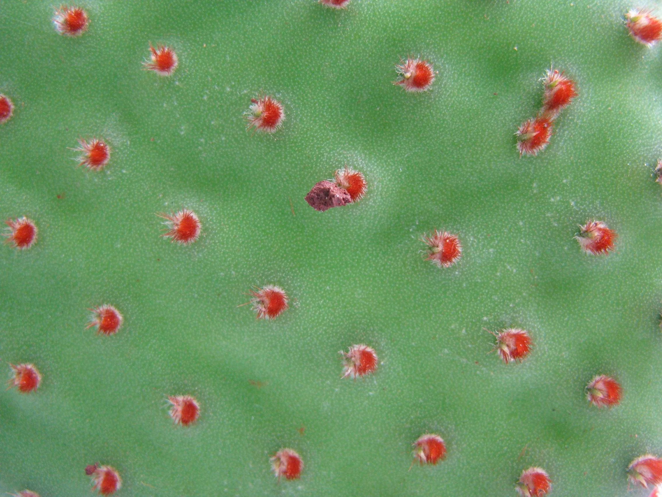 Cinnamon Bunny Ear Cactus (Opuntia Microdasys Rufida)