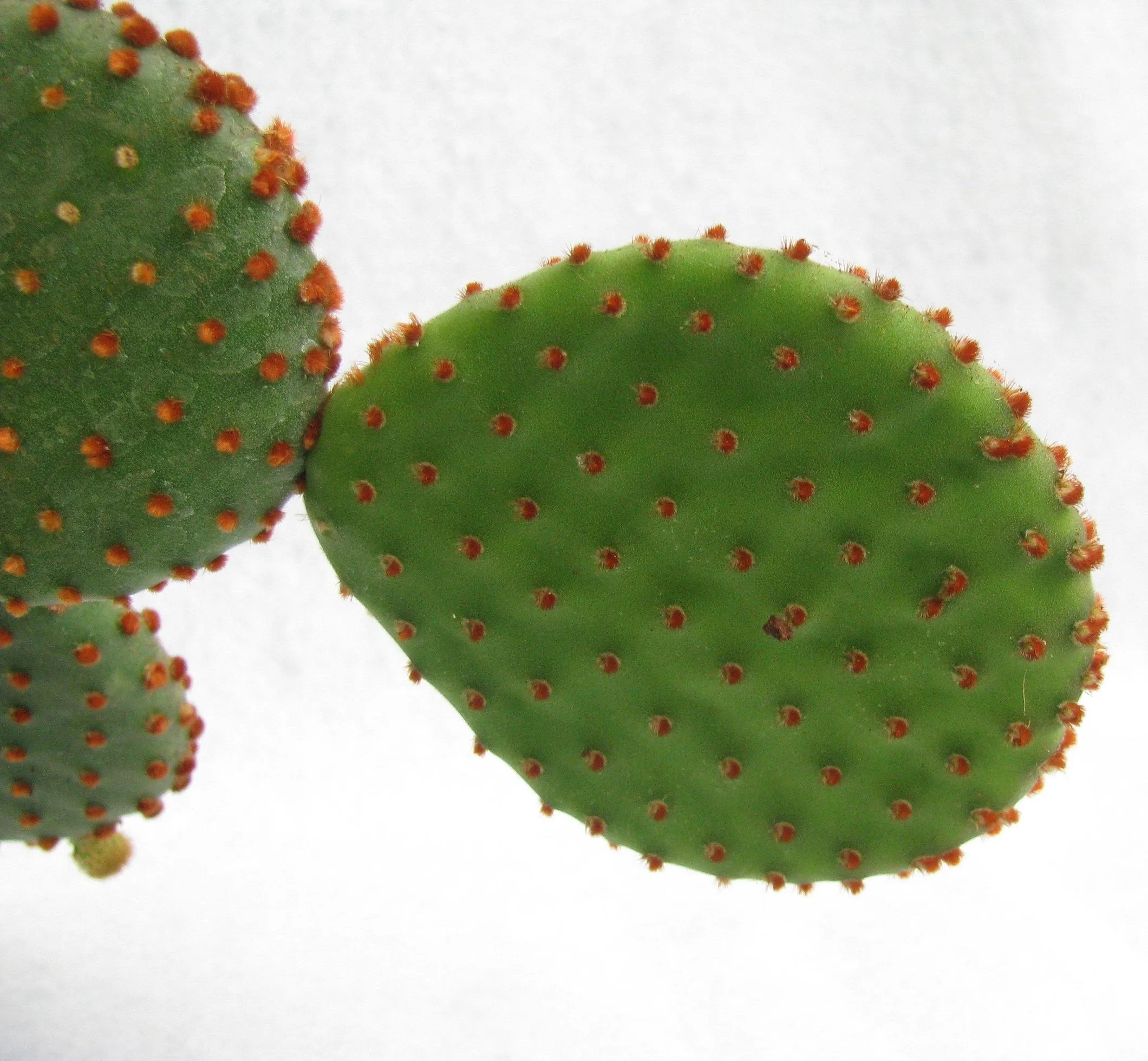 Cinnamon Bunny Ear Cactus (Opuntia Microdasys Rufida)