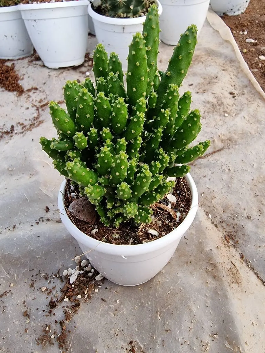 Opuntia Tuna Monstruosa (Bunny Ear Cactus)