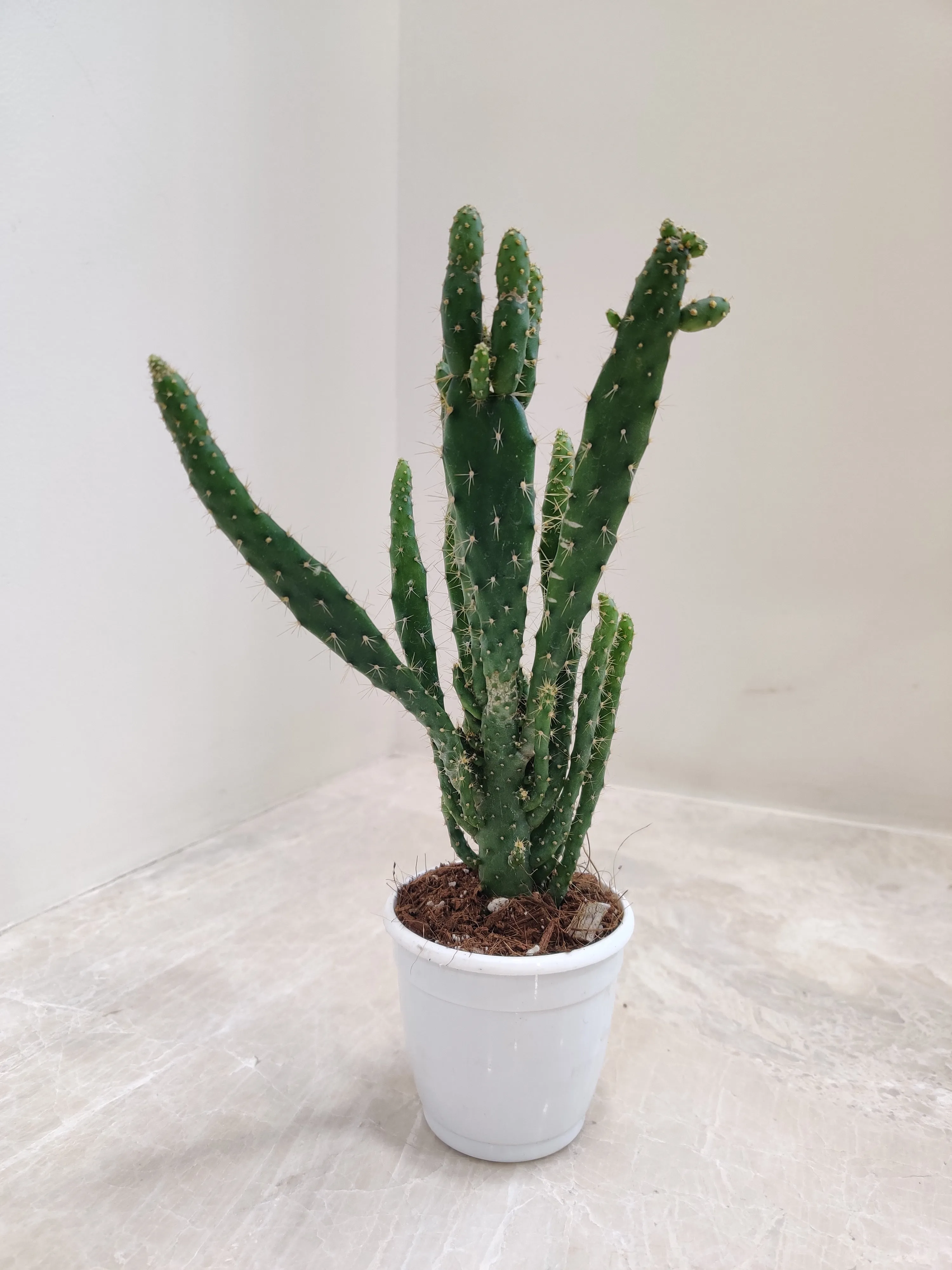 Opuntia Tuna Monstruosa (Bunny Ear Cactus)