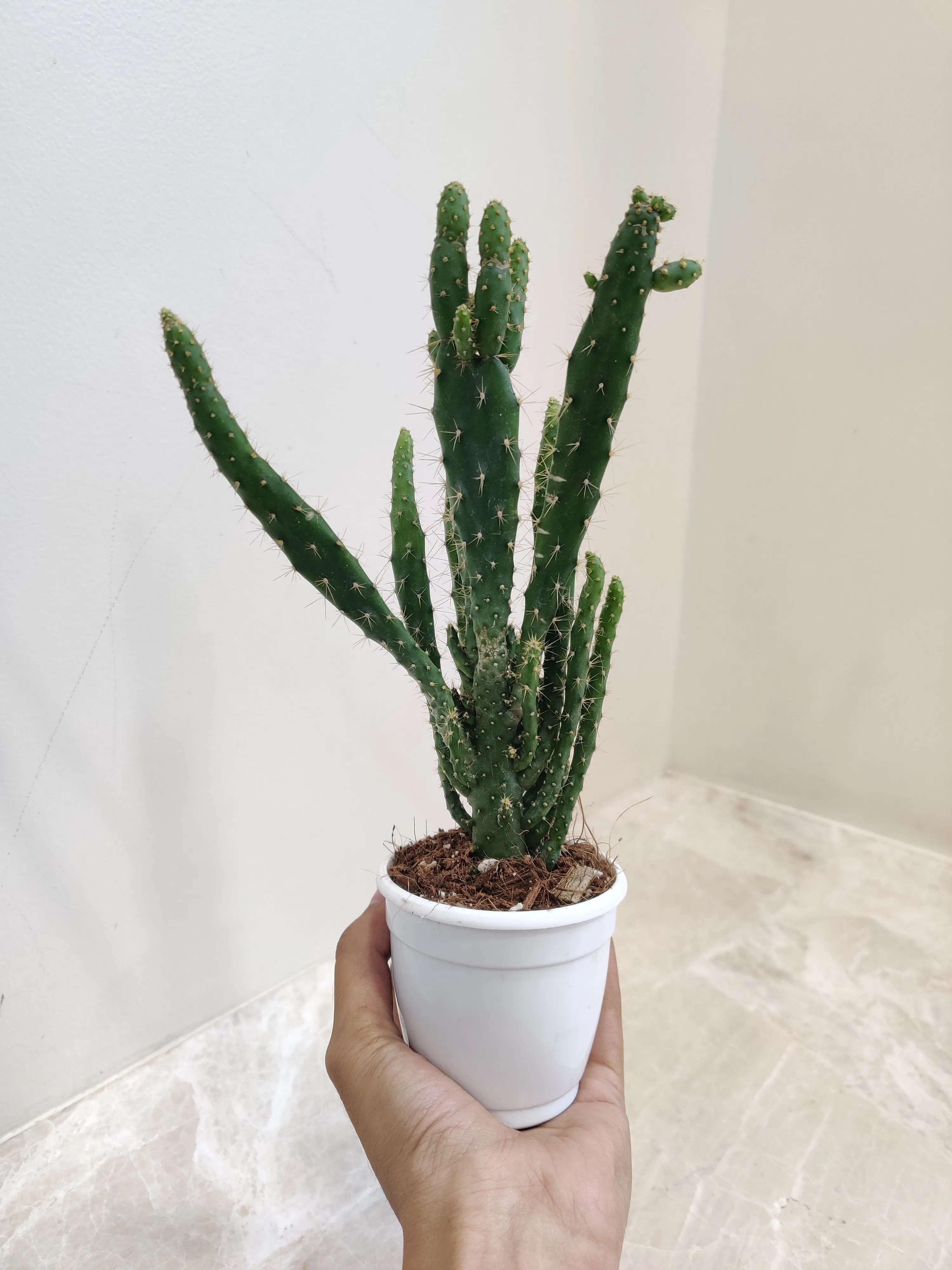 Opuntia Tuna Monstruosa (Bunny Ear Cactus)