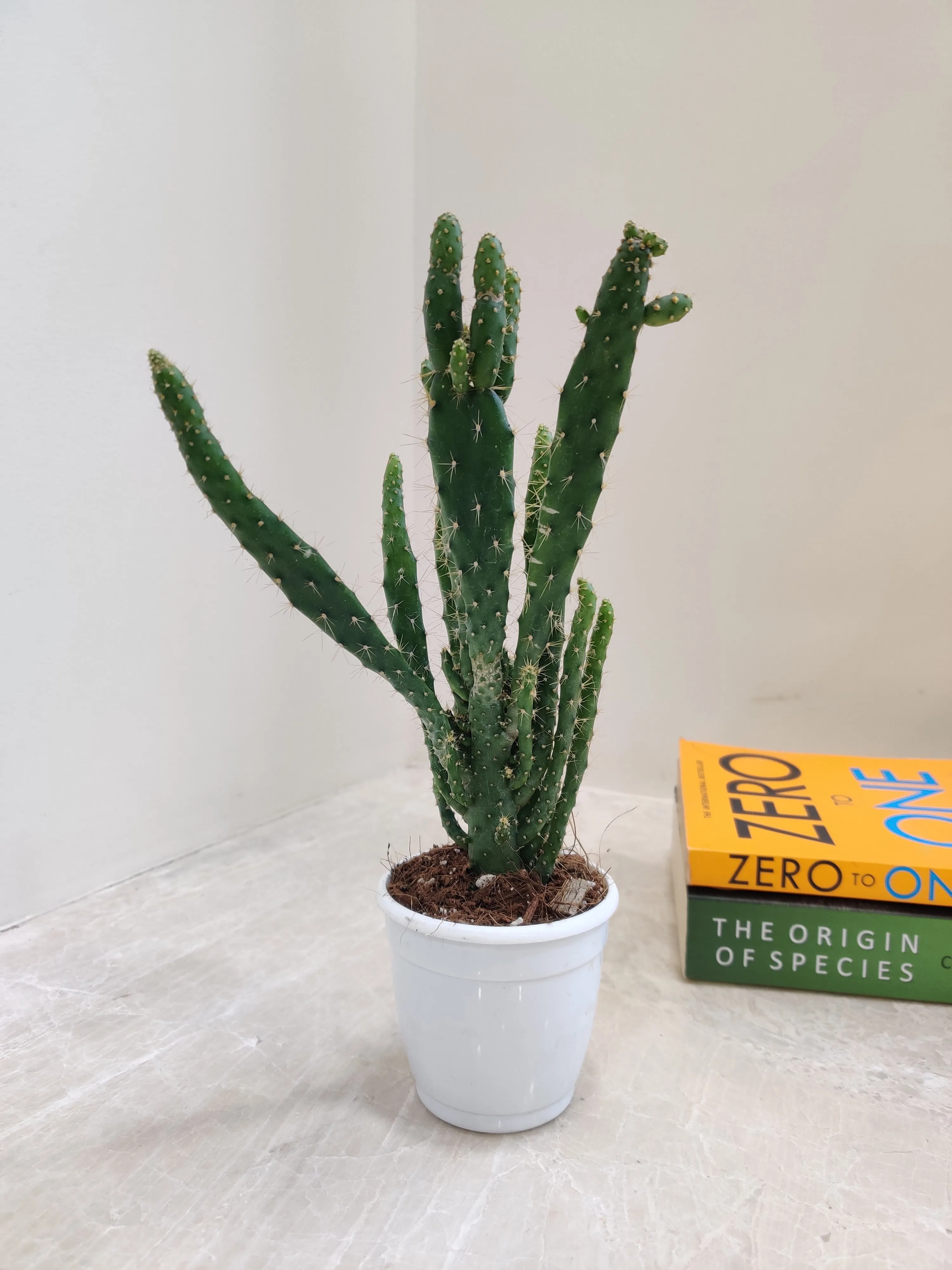Opuntia Tuna Monstruosa (Bunny Ear Cactus)