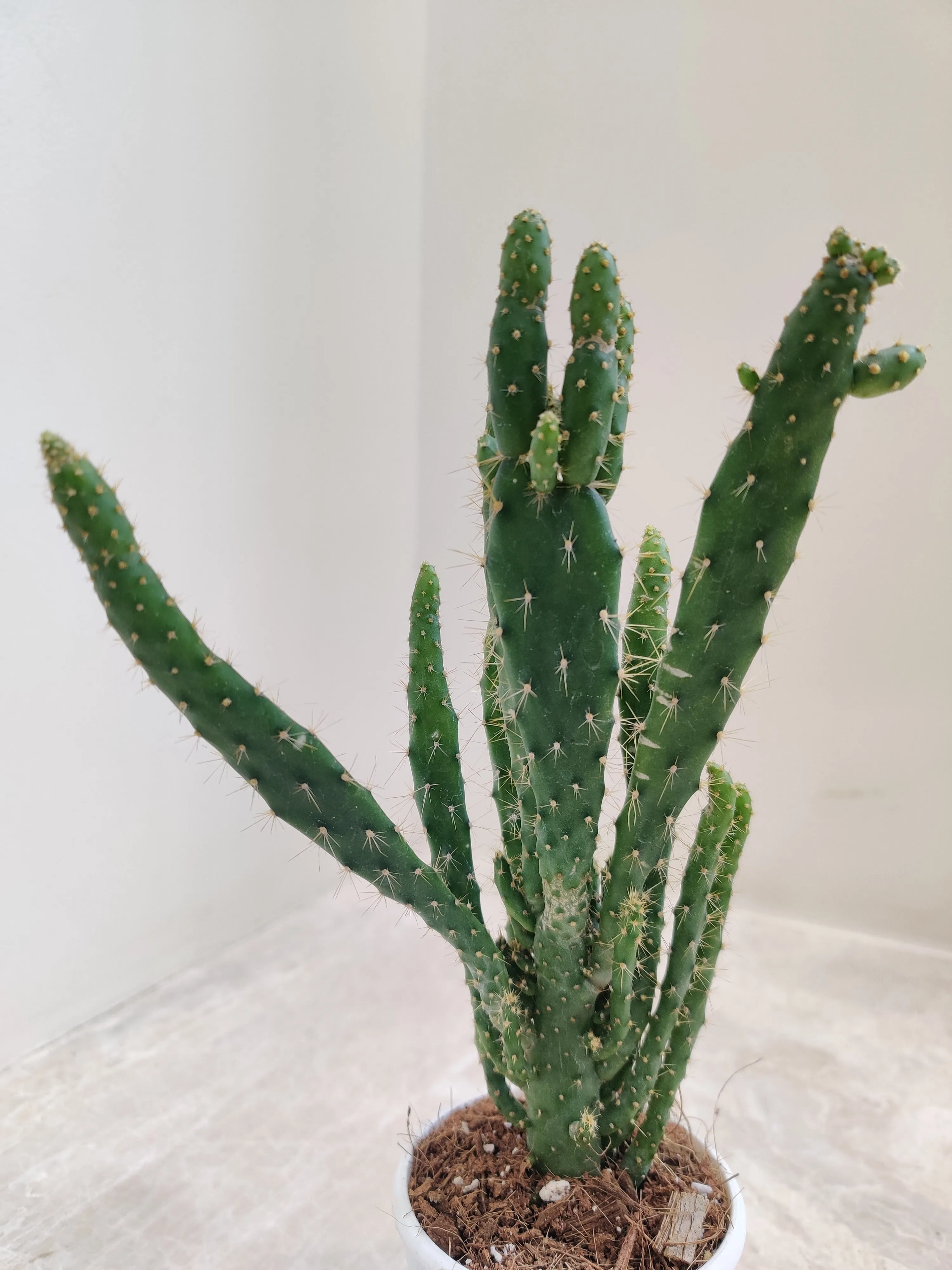 Opuntia Tuna Monstruosa (Bunny Ear Cactus)