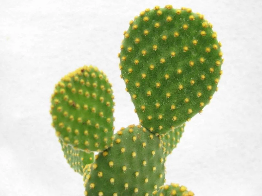 Yellow Bunny Ear Cactus (Opuntia Microdasys Pallida)