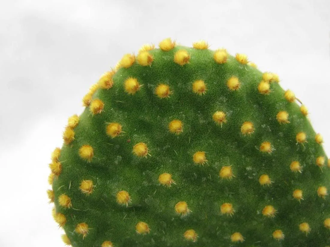 Yellow Bunny Ear Cactus (Opuntia Microdasys Pallida)