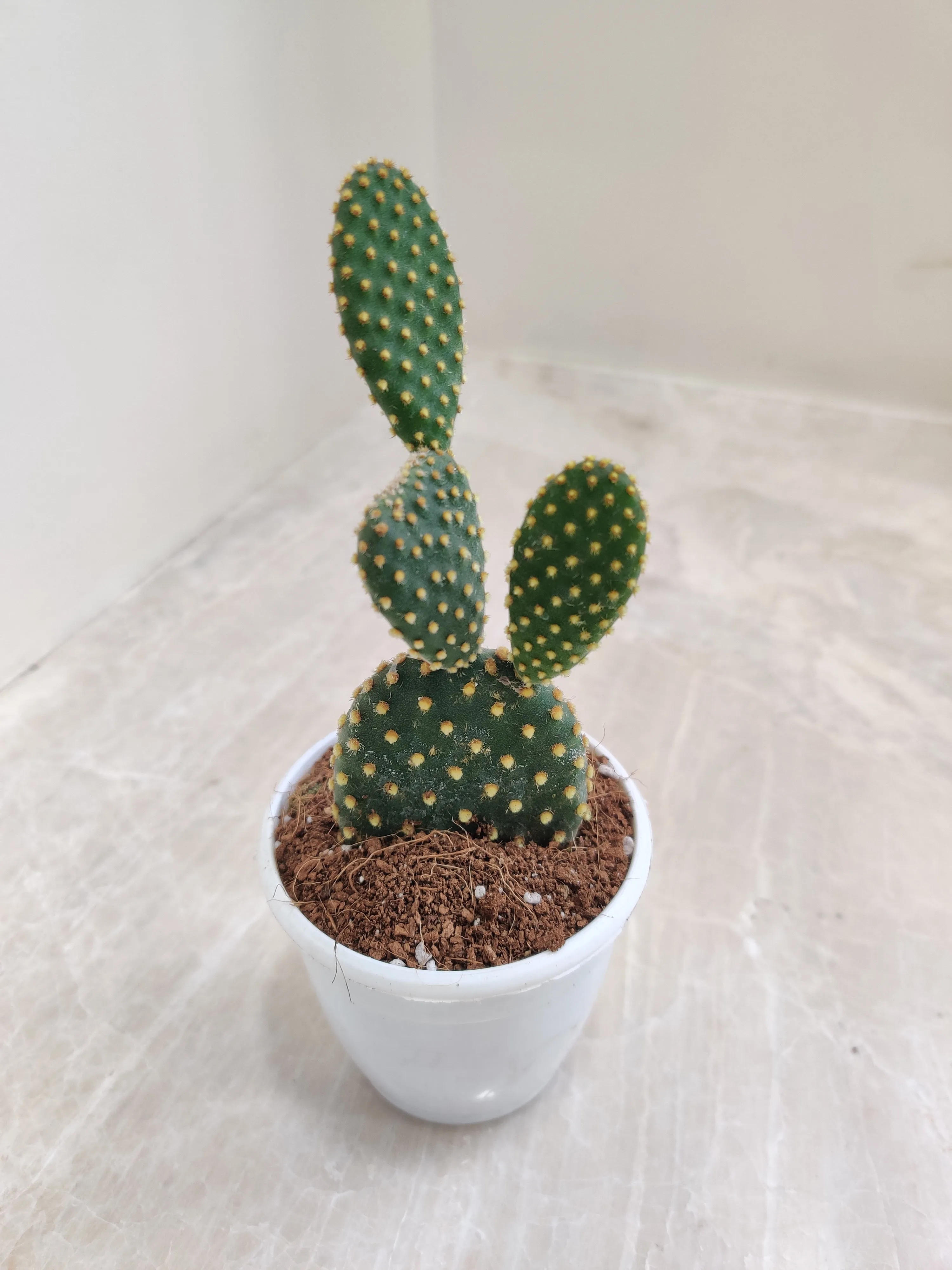 Yellow Bunny Ear Cactus (Opuntia Microdasys Pallida)