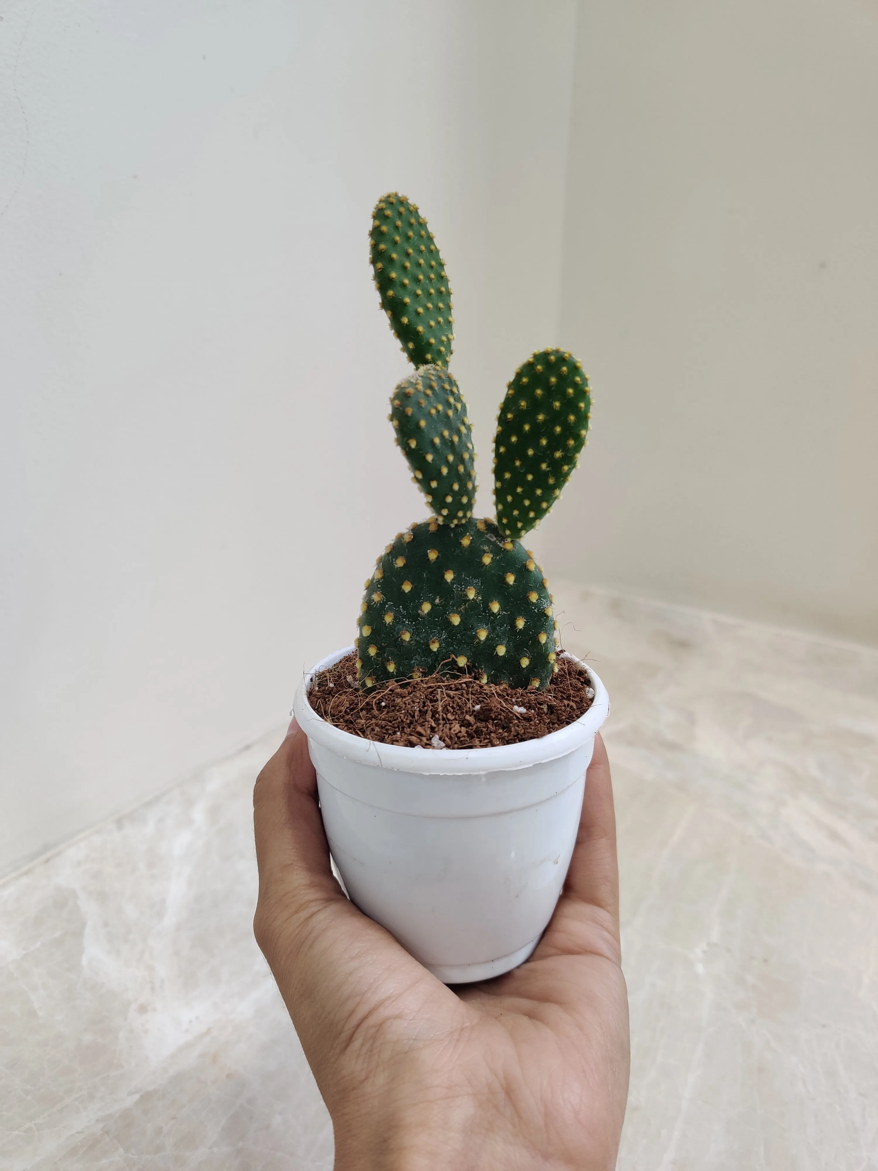 Yellow Bunny Ear Cactus (Opuntia Microdasys Pallida)