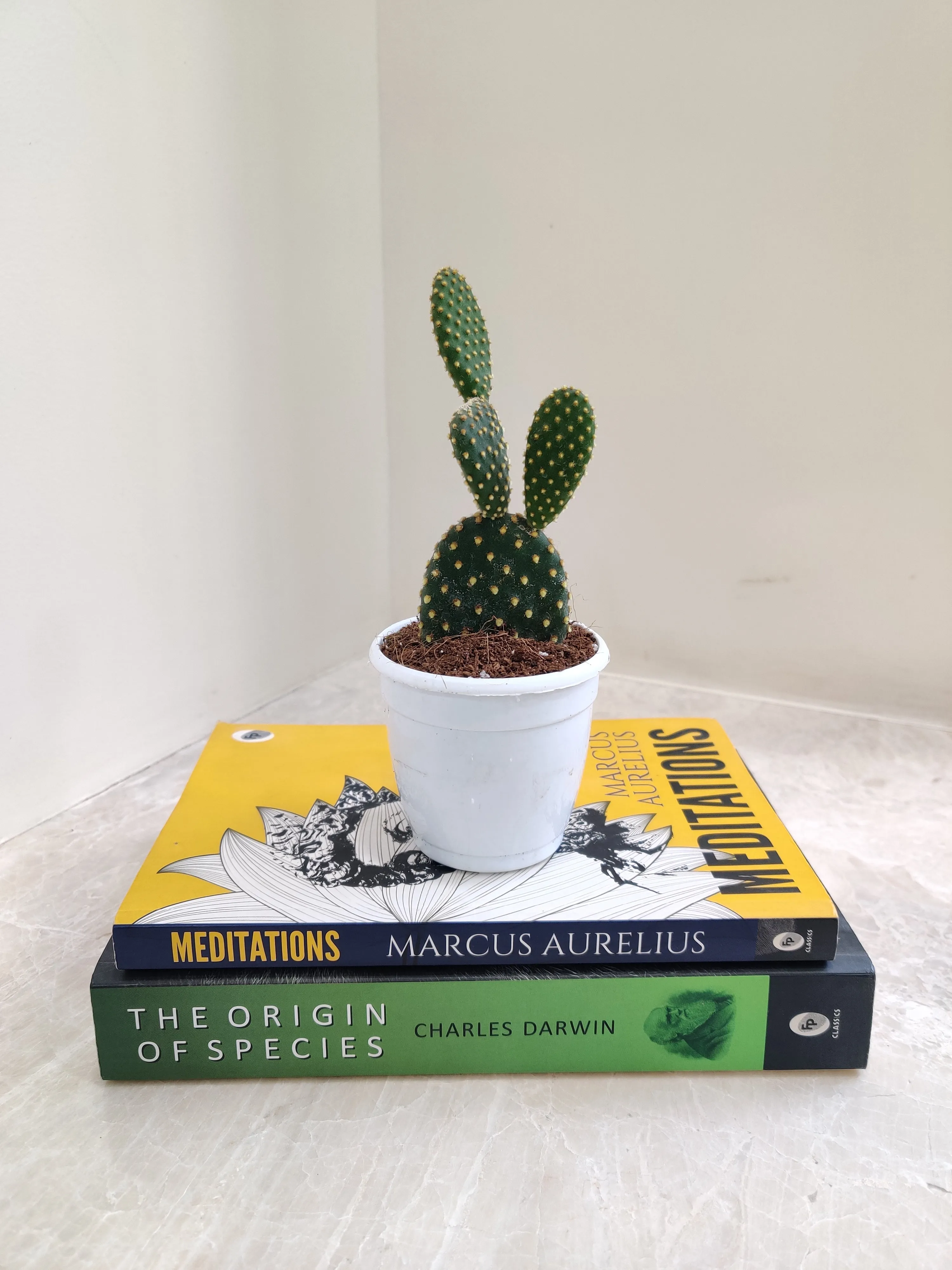 Yellow Bunny Ear Cactus (Opuntia Microdasys Pallida)
