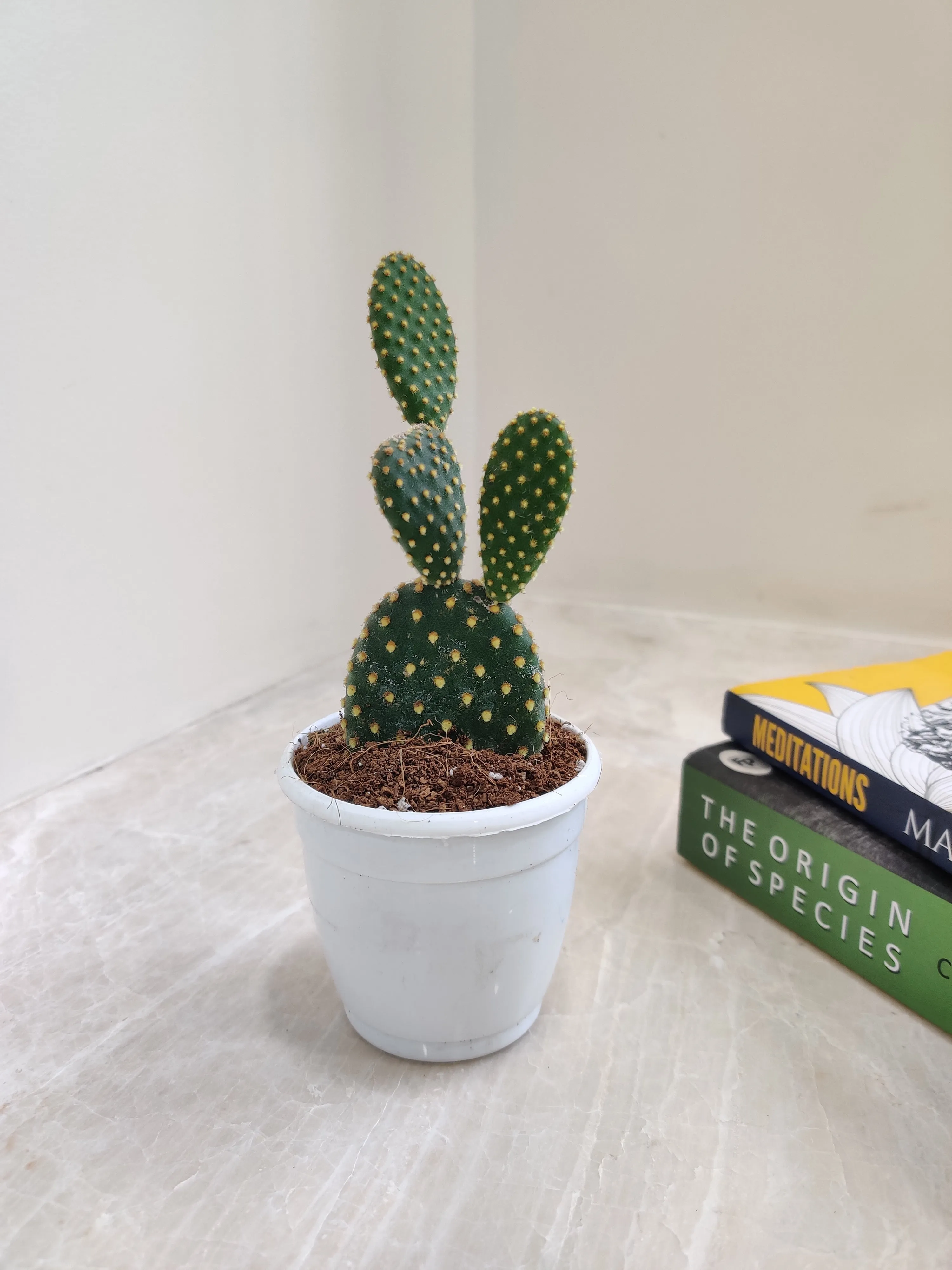 Yellow Bunny Ear Cactus (Opuntia Microdasys Pallida)