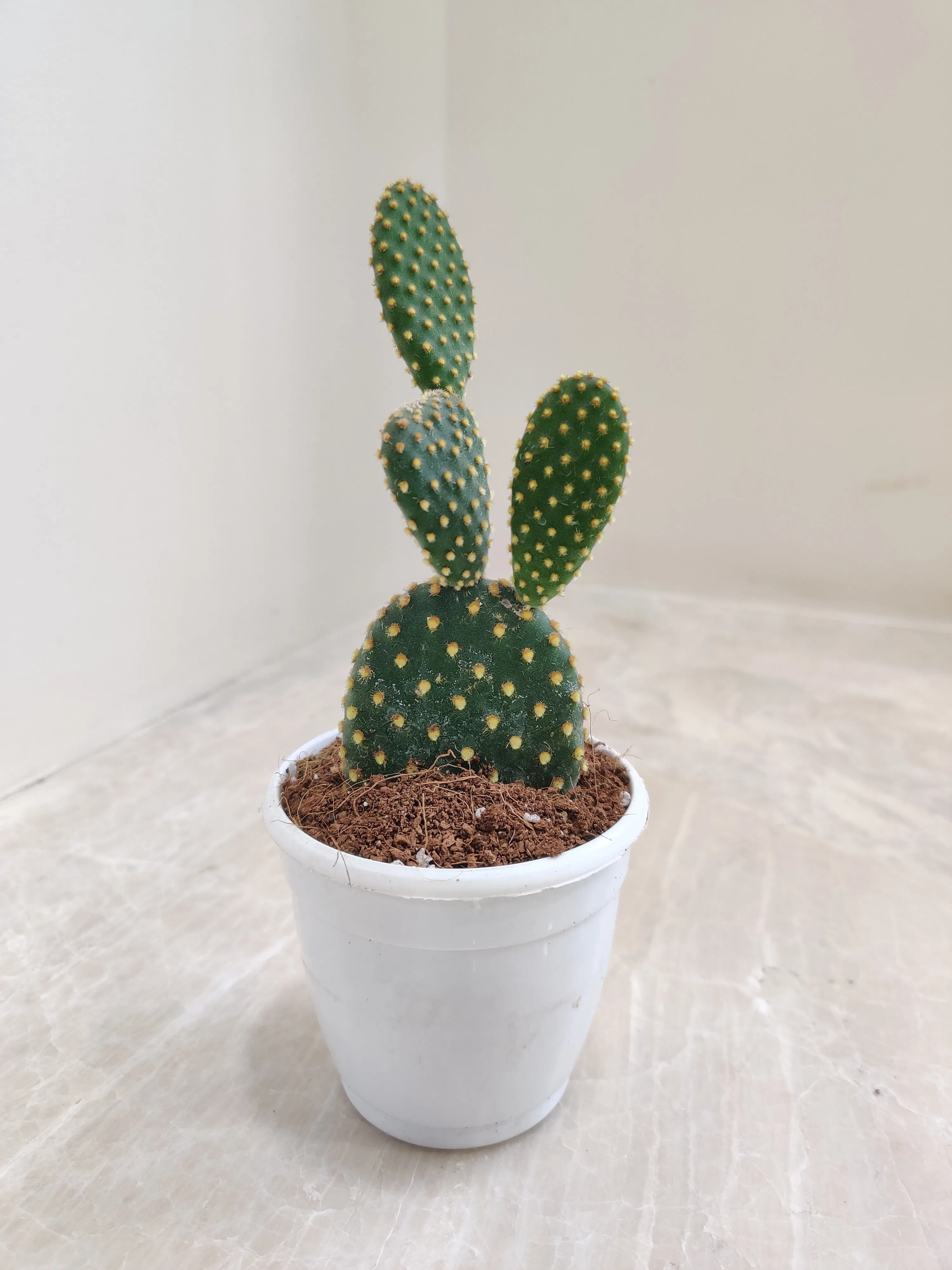 Yellow Bunny Ear Cactus (Opuntia Microdasys Pallida)