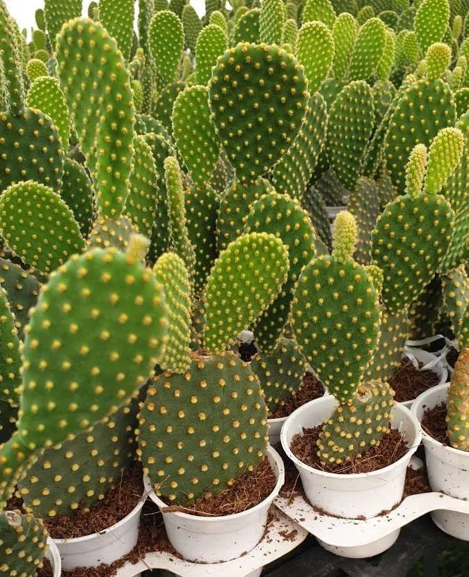 Yellow Bunny Ear Cactus (Opuntia Microdasys Pallida)